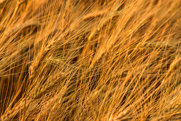 Close up of growing ripening  wheat crop in North Dakota to produce our national food supply. 