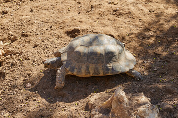 Obraz premium Close-up a rare Desert Tortoise