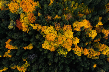 Aerial view of vibrant autumn forest with falling leaves