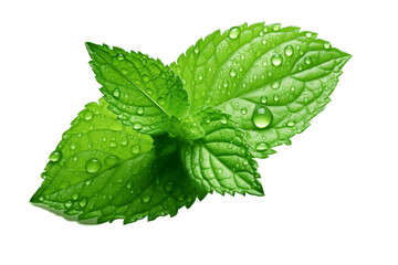 Mint Leaf with Waterdrops Isolated on Transparent Background. AI - Powered by Adobe