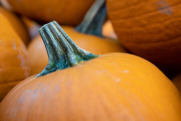 Close-up of freshly picked pumpkins