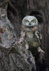 Great Horned Owl Baby: Capturing the Beauty of a Camouflaged Owlette in a Tree Trunk - Nature's...