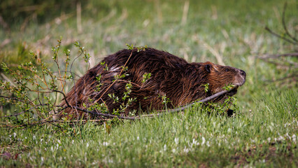 Adult beaver with tree branch
