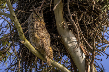 great horned owl on a branch