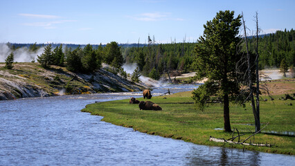 Yellowstone river with bison and geyser