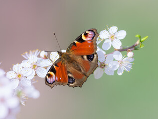 Tagpfauenauge, Peacock butterfly, Aglais io