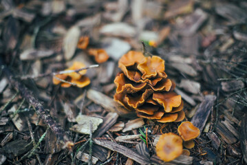 mushrooms on a tree