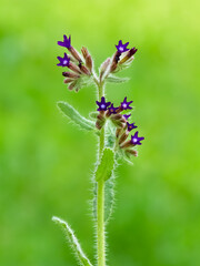 images of wild flowers. Photos of wild flowers with purple flowers.