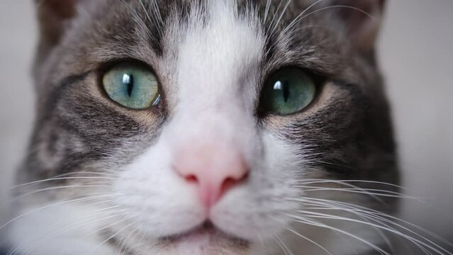 Close up shot of cat eyes looking at camera