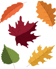 Colorful autumn leaves in vector for design patterns, cards, invitations, web design. autumn vector. Leaf icons in color yellow, red, brown, green.Set of autumn leaves, white background. 