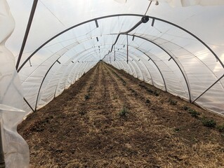 Gem&uuml;seanbau Bio Gew&auml;chshaus