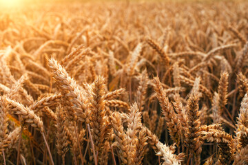 Spikelets of yellow wheat on the agricultural field. Wheat field at sunset. Top view