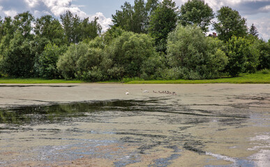 Landscape with small lake and pair of swans with ten cubs