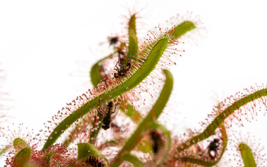 Drosera capensis in the detail
