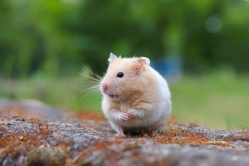 A fluffy hamster on a rock sits beautifully on its hind legs