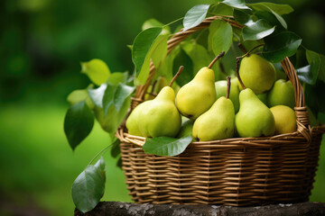 Wicker basket full of pears on green leaves background