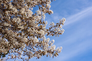 branches of a shadbush with white blossoms