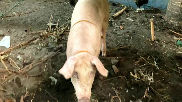 Young pink pig, organic animal husbandry, lives in bamboo enclosure, feeds on natural products, Asia, Philippines