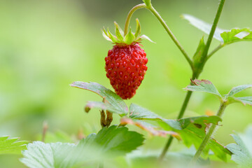 Red wild strawberry (Fragaria vesca) in mid summer