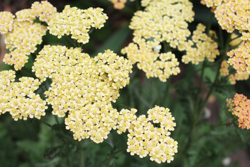 pink yarrow flowers on a natural green background