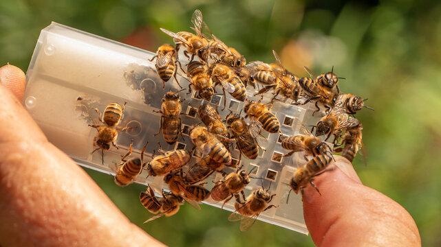The Queen and her Companions: Beekeeper Holding Bee and Queen Bee Container against a Blurred Background