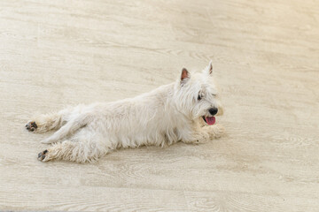 white west terrier in the interior lies on light wooden floor
