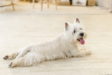 white west terrier in the interior lies on light wooden floor