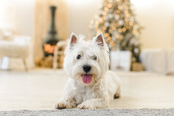 white West Terrier in the New Year's interior lies on  light wooden floor