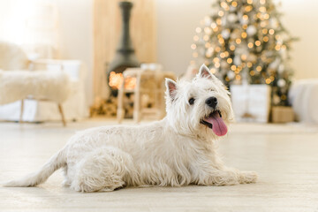 white West Terrier in the New Year's interior lies on  light wooden floor