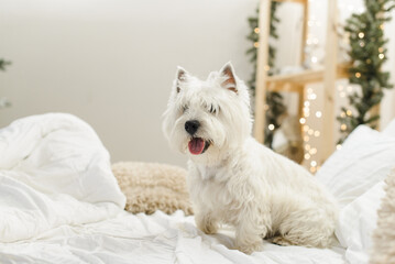 white west terrier on a bed with pillows in the interior