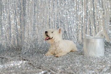 white west terrier on the floor against the background of a silvery shiny fabric