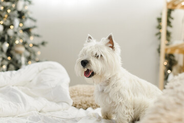 white west terrier on a bed with pillows in the interior