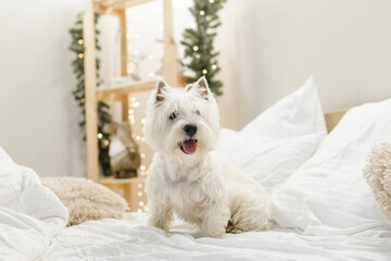 white west terrier on a bed with pillows in the interior