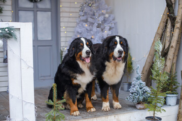 two Bernese Mountain Dogs on background of a blue and white veranda of wooden house