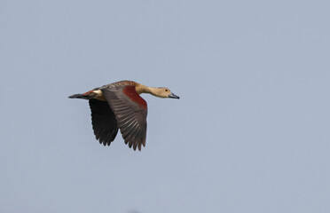 Obraz premium lesser whistling duck or Indian whistling duck is a species of whistling duck that breeds in the Indian subcontinent and Southeast Asia.
