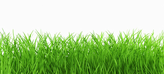 Green grass isolated on a white background