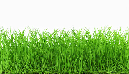 Green grass isolated on a white background