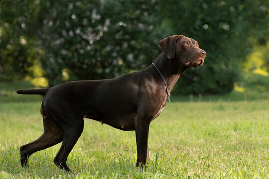 German Shorthaired Pointer standing on lawn and looking up, side view. Dog on point