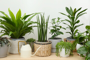 Many green potted houseplants on wooden table near white wall