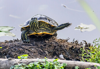 Turtle or tortoise waving at camera