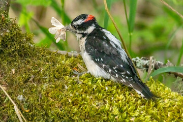 Male Hairy Woodpecker eating a moth