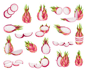 Dragon Fruit as Exotic Tropical Food Big Vector Set