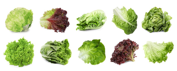 Different types of lettuce isolated on white, collage design - obrazy, fototapety, plakaty