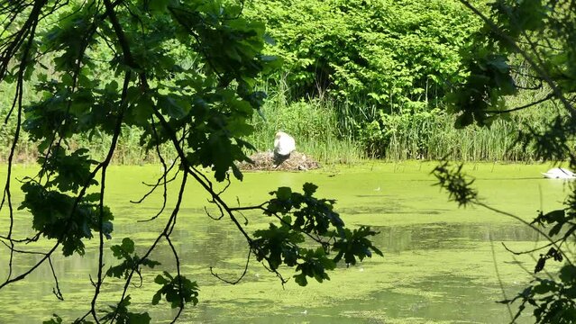 Mute swans, Cygnus olor and young swans in nest made of dry sticks and on water with Lemna, Duckweed by shore of pond overgrown with green grasses - real time. View through the branches.