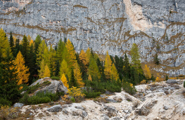 Fototapeta na wymiar Larche trees glowing on the edge of the rocky mountain in autumn. Autumnal landscape in the forest.