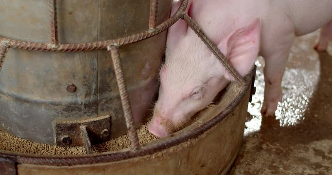 Pigs eating food from feeder.Piglet eats food.