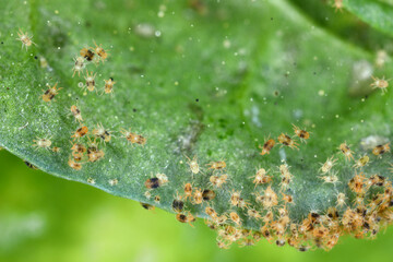 Tetranychus urticae (red spider mite or two-spotted spider mite) is a species of plant-feeding mite...