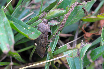 Turnip moth (Agrotis segetum) adult in the grass. The caterpillars of this insect are fierce pests of many crops.