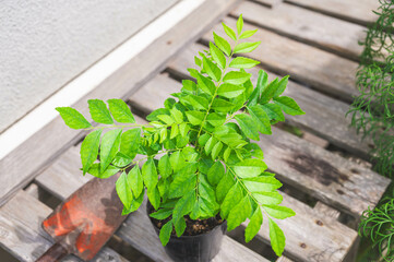 カレーリーフの苗とスコップ