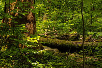 Amicalola Falls State Park in Georgia